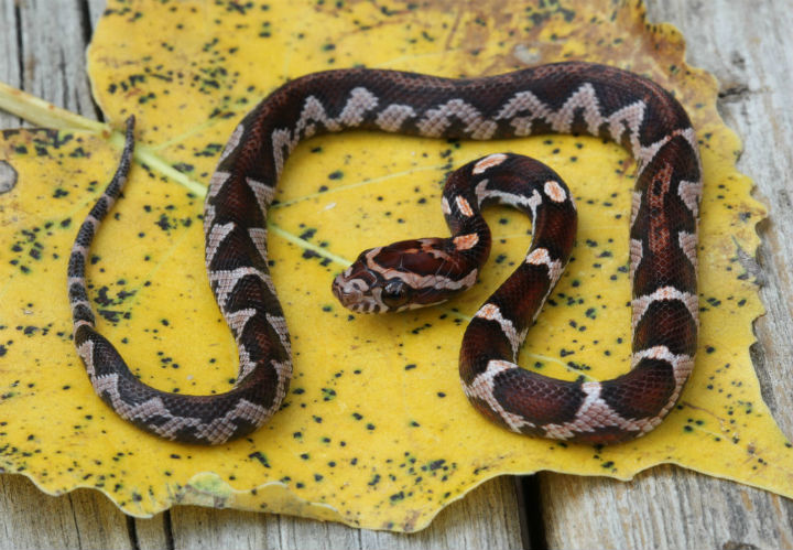 Aztec Corn Snake